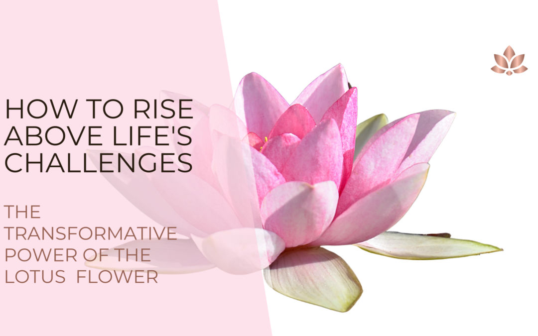 How to Rise Above Life’s Challenges The Transformative Power of the Lotus Flower 