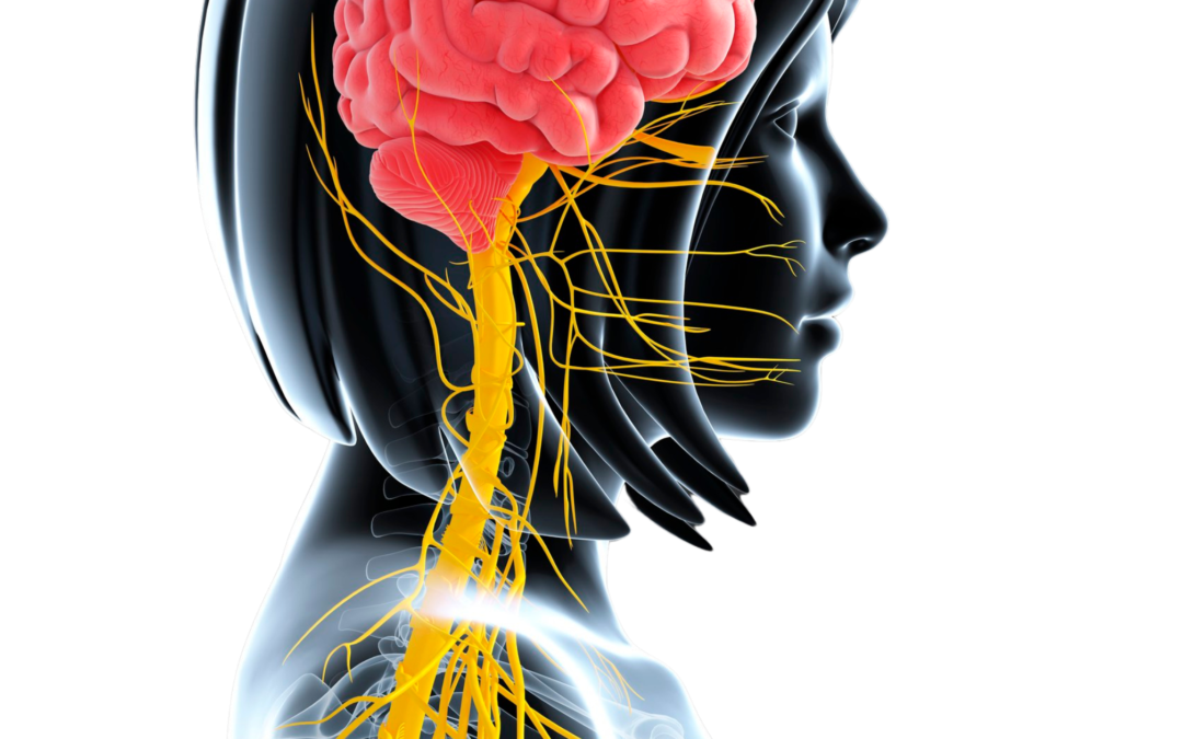 Calm and Empowerment – How the Vagus Nerve Can Transform Your Well-Being